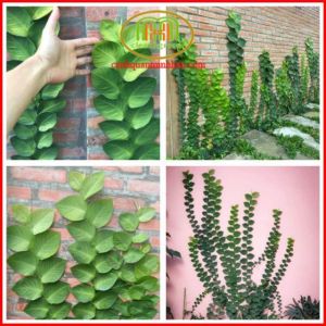Cây bám tường cây tắc kè Thái leo tường trồng hồ bán cạn background chụp ảnh