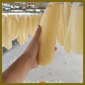 [Valitoo] 1 cái mướp tự nhiên luffa cọ rửa nhà bếp cọ rửa bát nồi Xốp chà 20-25cm