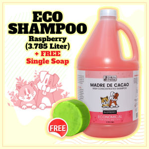 Anti Galis Kati Kamot Madre de Cacao High Concentrated Shampoo (Raspberry Scent) 1 Gallon Free Madre de Cacao Round Soap 50g Anti Mange Anti-Fungal and Anti-Bacterial