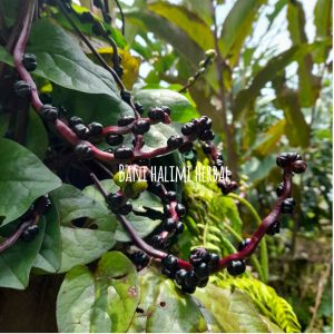 Buah Angkung Merah Segar Obat Strok & Darah Tinggi Isi 300 + Bonus 20 Biji