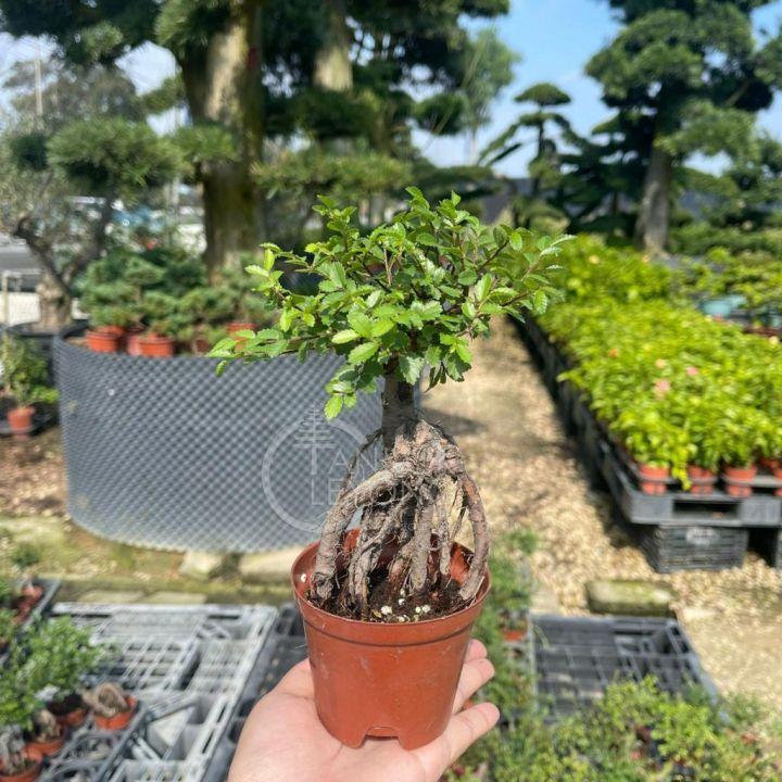 TKL - Outdoor Mini Bonsai Ulmus Pumila/ S shaped / S | Lazada