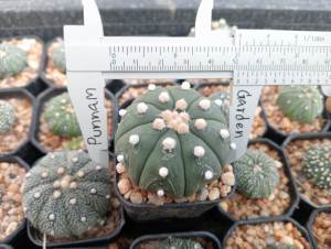 🌵💥แอสโตร นูดั้ม 💥🌵 Astrophytum nudum ไม้เมล็ด ขนาด 4-6 ซม. ต้นกระบองเพชร ต้นแคคตัส (แคคตัส กระบองเพชร)