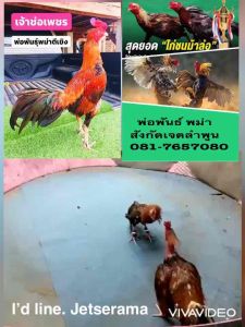 ไข่เชื่อ พม่าตีเชิง ราคาใบละ100 บาท 081-7657080