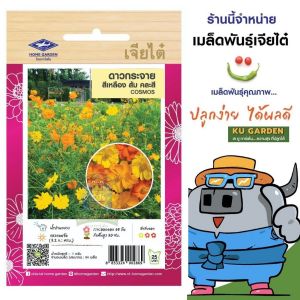CHIATAI 🇹🇭 ดอกไม้ เจียไต๋ H010#ดาวกระจายสีเหลือง ส้ม คละสี  ดอกไม้ซอง ผักซอง เมล็ดพันธุ์ เมล็ดพันธุ์ผัก เมล็ดพันธุ์ดอกไม้ ดอกไม้เจียไต๋