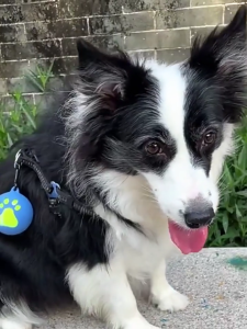 Portable Tennis Ball Holder Convenient Pet Ball Holder with Hands Free Dog Leash Attachment for Active Pets Easy Install