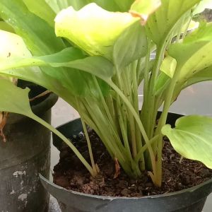 BIBIT KUNYIT HITAM ASLI ORIGINAL bukan temu ireng lokal kafah store