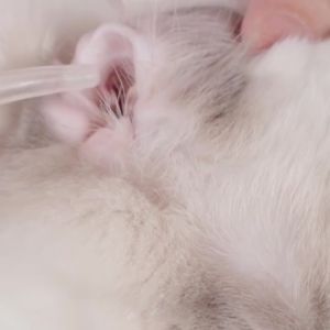 Bioline Ear Care for Dogs Cats and Rabbits 50ml