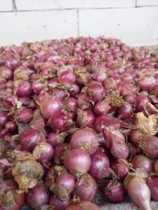 Bawang Merah Asli garut 1 kg / UMKM lokal Asli Garut