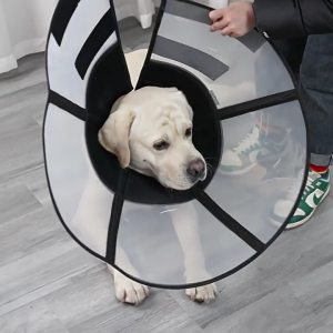 Delicate Transparent Recovery Collar Ensuring Comfort and Protections for Cats Dogs Postoperative Care & Injury Recovery