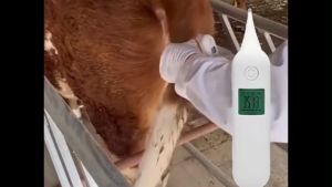 Animal Thermometer for Dogs Cats Baka Baboy Livestock Digital LCD Fast Reading Waterproof Probe