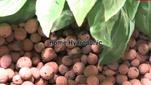 Leca Ball/Clay Pebbles/hydroton/hygro stone/Hidroponic/Aquaponic