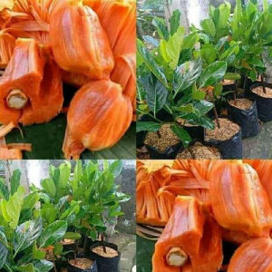 Bibit Nangka Orange BUAH TEBAL