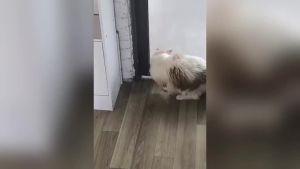 Cat Toy Parrot Bell Ball Cat Toy Ball Shape Self-Entertainment Tumbler Puzzle Hollow with Bell Fun Teething