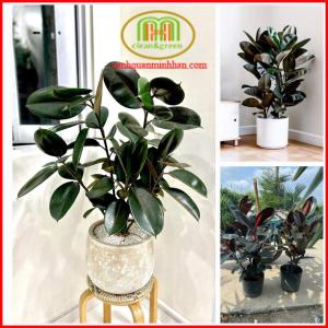 Cây đa búp đỏ trồng trong nhà hợp mệnh Hỏa và Thổ Minh Hân Garden