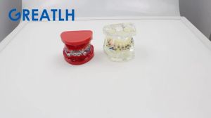 GREATLH-Orthodontic Teeth Model Dental Typodont Orthodontic Teeth Model 1:1 Standard Demo Dental Supplies