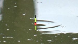 Essen Juara Duren Belenok Sereh (DBS) 15 ml - 30 ml mancing ikan mas galapunggalatama kilo gebrus