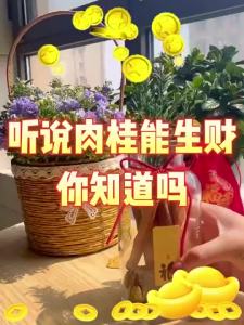 【Ship in 24H】大师已开光肉桂生财摆件相框木质摆台招财聚米桂皮客厅玄关工位卧室乔迁新居