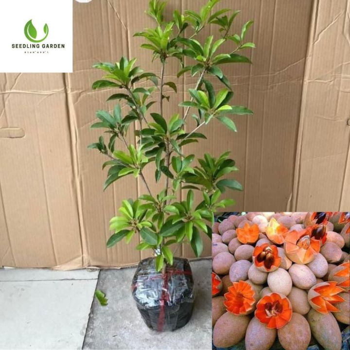 Kochada tanani boyash