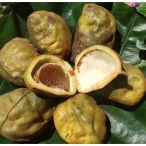 Buah Nam Nam / Pokih / Pukih Buah Langka Dari Alam Rasa Unik & Kaya Manfaat