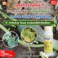 แตงกวา ใบไหม้ ใบจุด ราแป้ง ราน้ำค้าง โรคราต่างๆ ป้องกันและกำจัดด้วย ไอเอส และเร่งฟื้นฟูด้วย ปุ๋ย FK-T. 