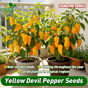 [Selected Seeds] 100% Original Yellow Devil Pepper Seeds for Sale (Fast Growing 120pcs) High Yield F1 Yellow Habanero Hot Pepper Seeds (Capsicum Chinense) Balcony Potted Hot Pepper Live Plant Seeds Hot Pepper Seeds for Gardening Bonsai Veggies Seedlings