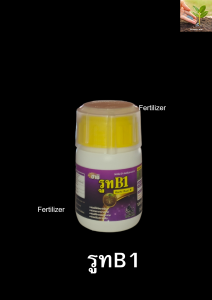 รูท B1(เร่งราก) ขนาด 100cc(ฮาชิ)