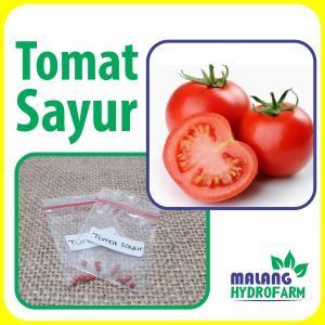 Benih Tomat Sayur Unggulan berkualitas biji bibit hydroponik hidroponik sayuran tanaman buah