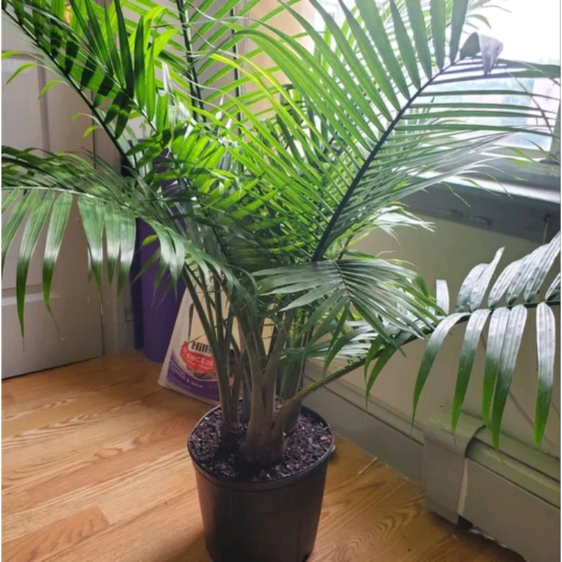 Large Majesty Palm, Indoor Plants & Houseplants for Delivery