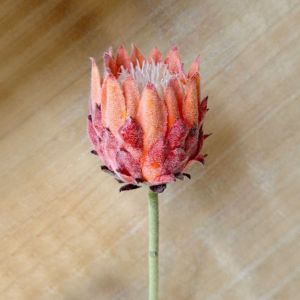 MARINI Large Size Artificial Flower Multicolor Lifelike King Protea Flower Creative flocked Artificial Artichoke Flower Home Decoration