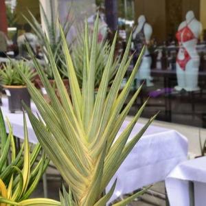 Sansevieria Royal Crown White Variegated -  - Pokok Lidah Mertua Variegated Royal Crown - सेंसवेरिया रॉयल क्राउन पौधा Sansevieria Royal Crown White Variegated – Rare Elegant Snake Plant Creamy White Variegation LIVE PLANT