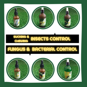 Fungus Disease (Protective) Control Organic Fungicide Ubat Kulat Organik Leaf Rot Bintik Daun Hawar daun|黄点叶腐烂叶