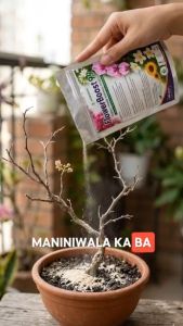 [SALE] FlowerBoost 99 Organic Flower Fertilizer 250g Bloom Booster for Orchids Roses Bougainvillea