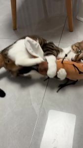 Interactive Cat Kicker Exercise Toy DurableKittens Toy Animal Cockroach Bee Shape Catnip Cat ToysSupplies