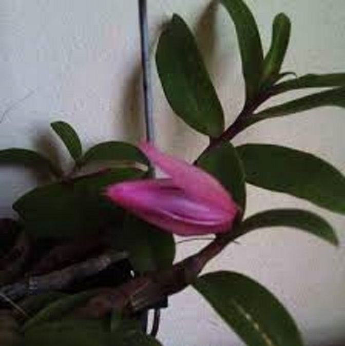 LAN%20PHI%20%C4%90I%E1%BB%86P%20R%E1%BB%92NG%20L%E1%BB%ACA%20-%20H%C3%80NG%20VAR%20HOA%20C%E1%BB%B0C%20%C4%90%E1%BA%B8P%20C%E1%BB%B0C%20TH%C6%A0M%20-%20H%C3%80NG%20GIEO%20H%E1%BA%A0T%20-%20Image%209