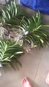 Combo 6 cây Lan Giống Mokara màu ĐỏVàngTímHồngCamTrắng cây cao 20-30 cm