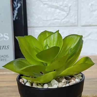 Tanaman Hias Kaktus Sukulen Mini Ornamen Dekorasi Artificial Flower Buatan COD PBP213