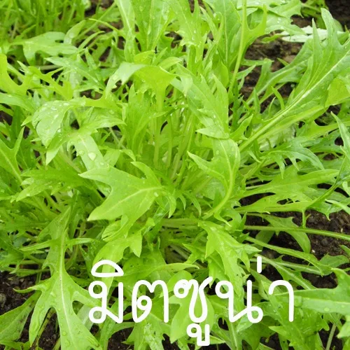 ผักสลัดญี่ปุ่น มิตซูน่า ปลูกง่าย รสชาติดี