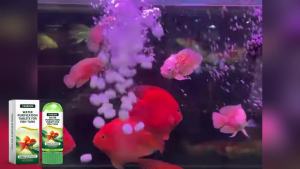 Restock Alert Yegbong Fish Tank Water Purification Piece Water Quality Special Cleaning Deodorant Algae Stain Removal Sludge Clear Fish Pond