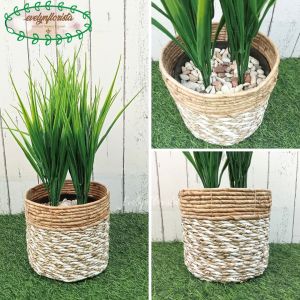 Tanaman Hias Daun Kucai X4 & Tanaman Hias Watermelon Cover Pot Seagrass Coklat Mini Pajangan Ruang Tamu