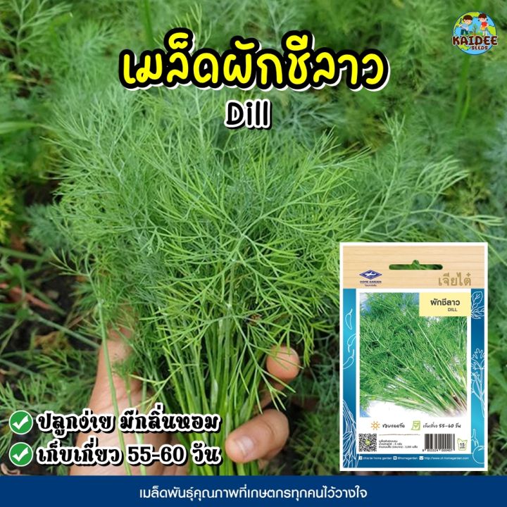 เมล็ดผักชีลาว เจียไต๋ ประมาณ 3,300 เมล็ด งอกเร็ว