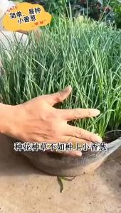 Four-season scallions can be grown as potted vegetables on the balcony easy to cultivate