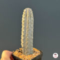 ยูโฟเบีย แอ๊ปเดล Euphorbia Abdelkuri แคคตัส กระบองเพชร cactus&succulent. 