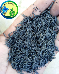 Sekam bakar 1 KG media tanam hidroponik