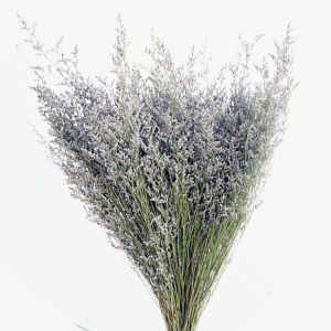 Caspea Dried Flower Bunga Kering