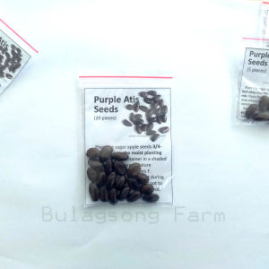 Purple Atis Seeds (Custard Apple / Sugar Apple Seeds / Sweetsop) 3pcs/ 5pcs/ 10pcs/ 20pcs