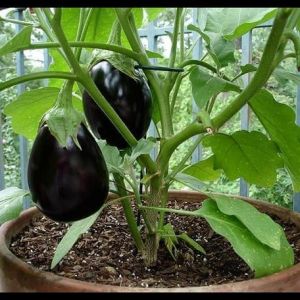 100 BIJI BENIH TERONG UNGU PONDOH BONDAN BESAR