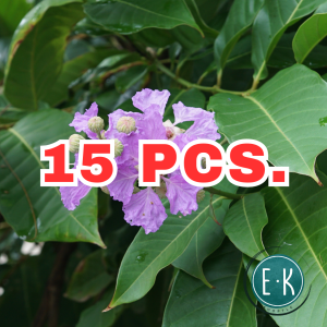 Banaba Leaves | Dahon ng Banaba | Pride of India | Queens Flower Leaves | Fresh Herbal Leaves | Organic & Natural | Tea