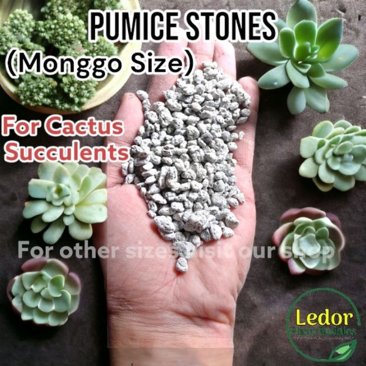 Monggo size Pumice stone for plants | for succulents and cactus | Fast  draining | 1kilo & 500 grams | Lazada PH