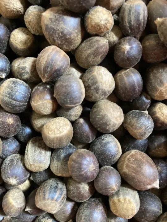 H%E1%BA%A1t%20d%E1%BA%BB%20th%C3%B3c/%20h%E1%BA%A1t%20d%E1%BA%BB%20r%E1%BB%ABng%20nh%E1%BB%8F%20lo%E1%BA%A1i%201/%20chu%E1%BA%A9n%20v%E1%BB%8B%20n%C3%BAi%20r%E1%BB%ABng/mini%20d%E1%BA%BB/1kg%20-%20Image%203