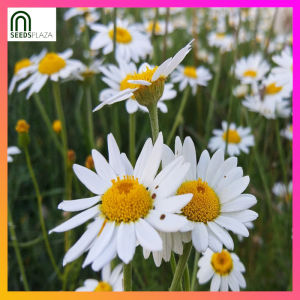 SeedsPLAZA™ - Chamomile Seeds for Planting (30 Seed) incl. Planting Instruction for Herbal Flower Plant